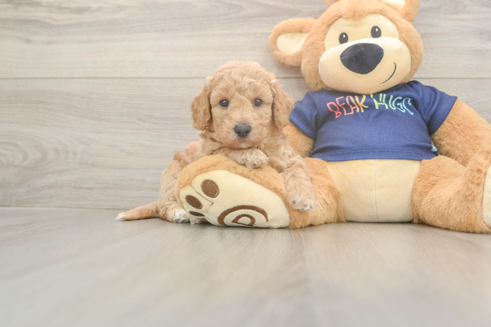 Poochon Puppy for Adoption