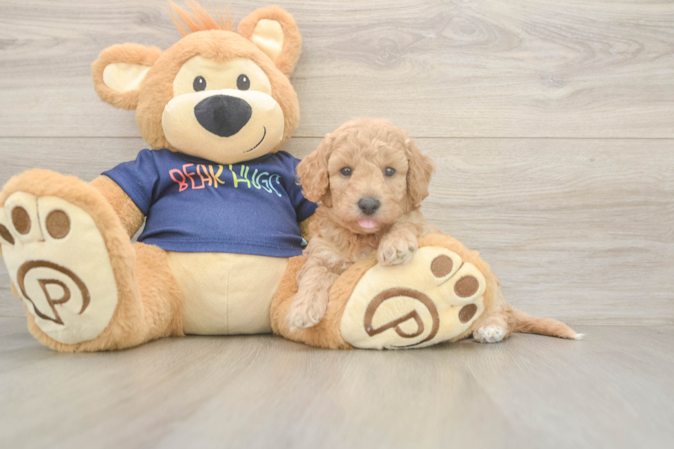 Fluffy Poochon Poodle Mix Pup