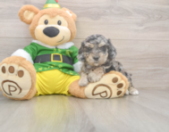 5 week old Poochon Puppy For Sale - Seaside Pups