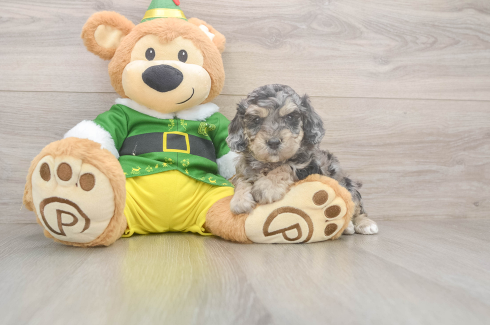 5 week old Poochon Puppy For Sale - Seaside Pups