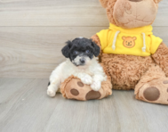 6 week old Poochon Puppy For Sale - Seaside Pups