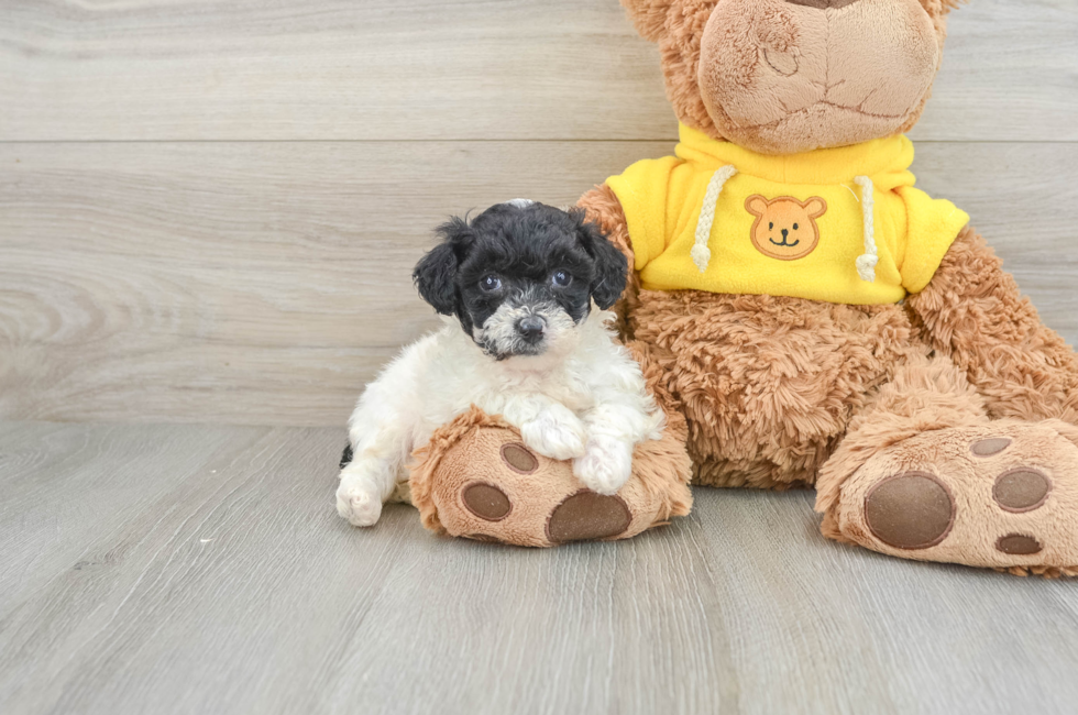 6 week old Poochon Puppy For Sale - Seaside Pups