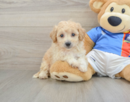 6 week old Poochon Puppy For Sale - Seaside Pups