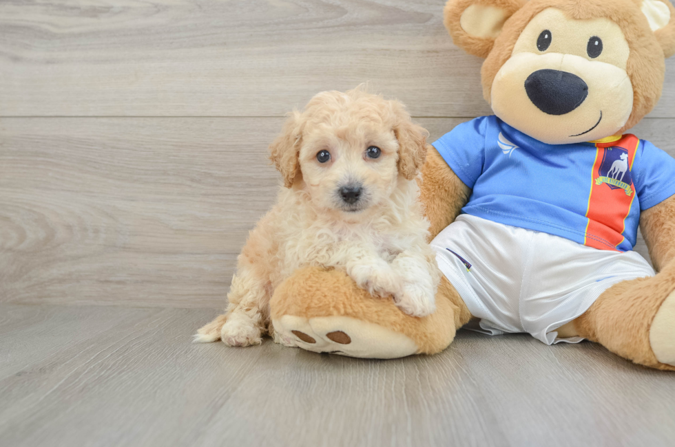 6 week old Poochon Puppy For Sale - Seaside Pups