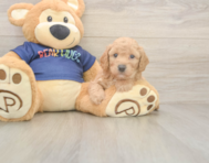 8 week old Poochon Puppy For Sale - Seaside Pups