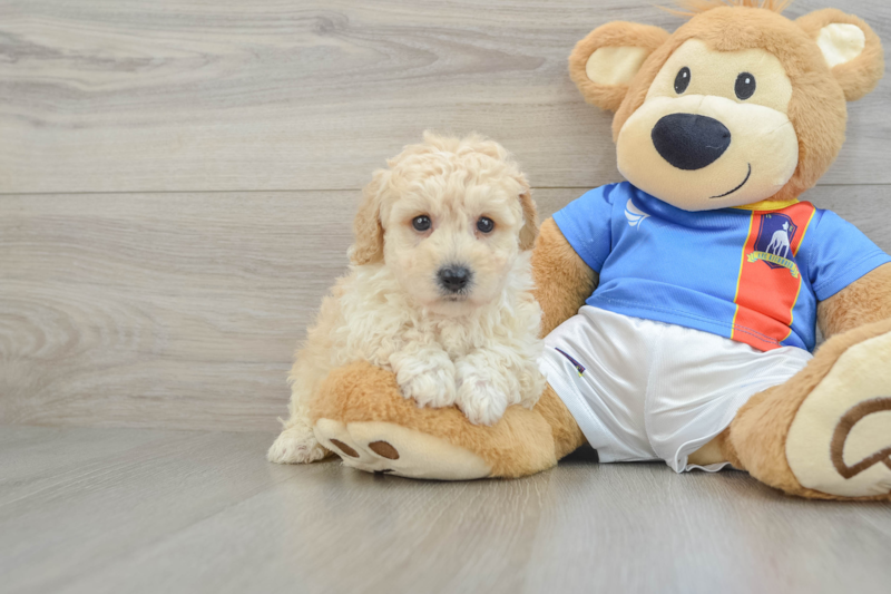 Meet Jake - our Poochon Puppy Photo 1/3 - Seaside Pups