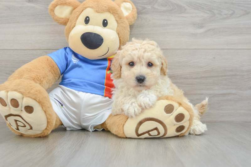 Meet Jake - our Poochon Puppy Photo 3/3 - Seaside Pups