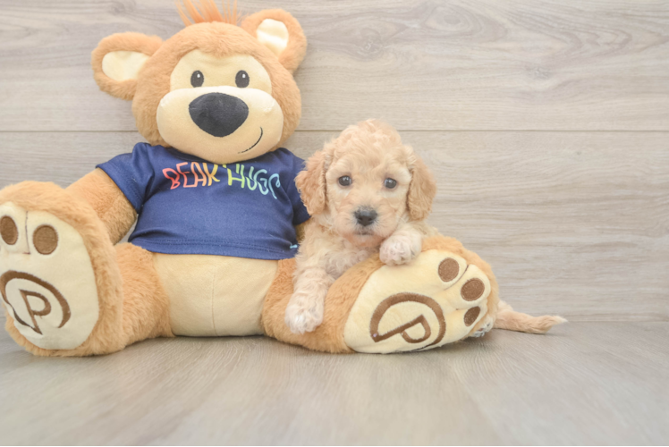 Poochon Pup Being Cute