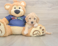 6 week old Poochon Puppy For Sale - Seaside Pups