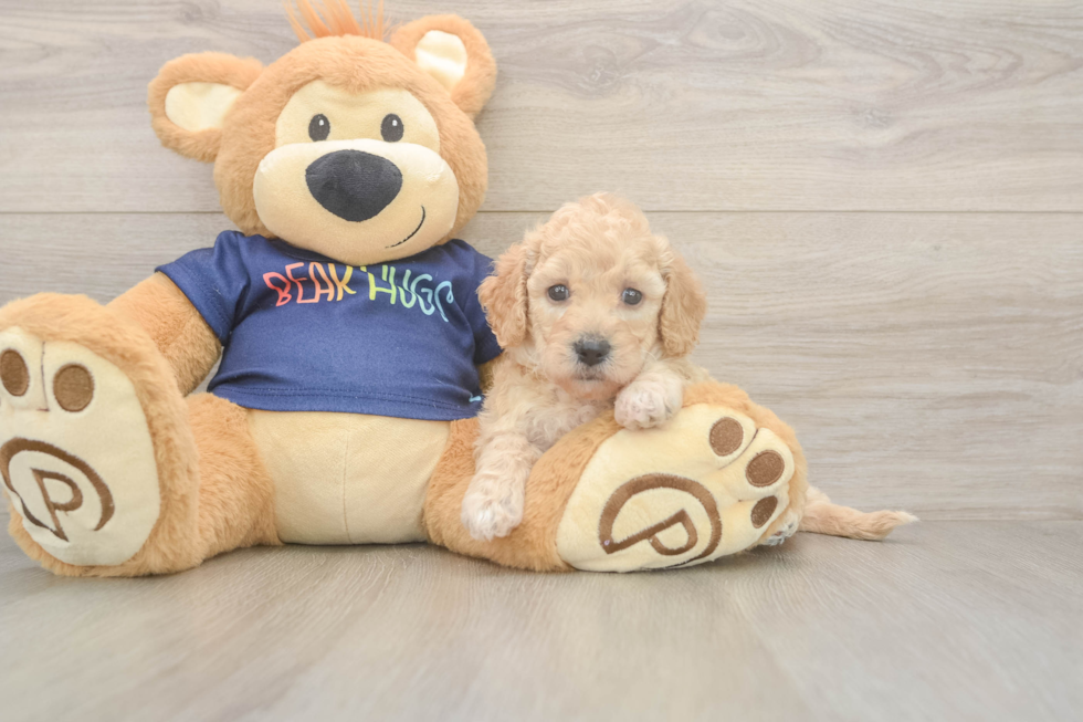 Poochon Pup Being Cute