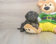 5 week old Poochon Puppy For Sale - Seaside Pups