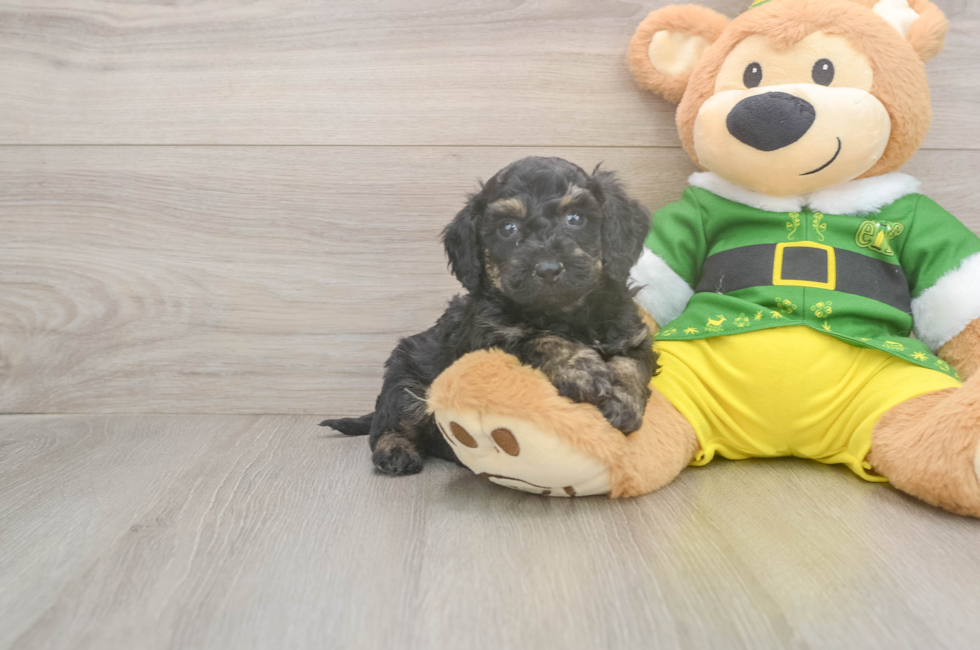 5 week old Poochon Puppy For Sale - Seaside Pups