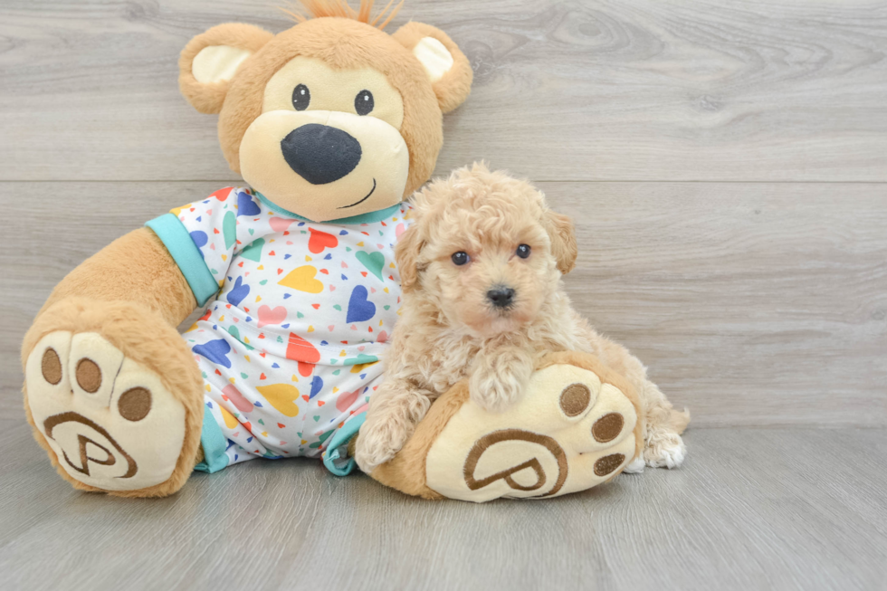 Hypoallergenic Bichpoo Poodle Mix Puppy