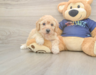 6 week old Poochon Puppy For Sale - Seaside Pups