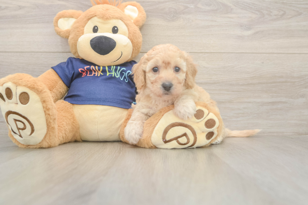 Energetic Bichpoo Poodle Mix Puppy