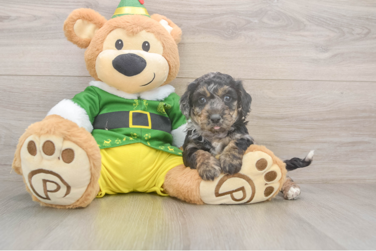 Funny Poochon Poodle Mix Pup