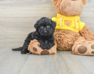 6 week old Poochon Puppy For Sale - Seaside Pups