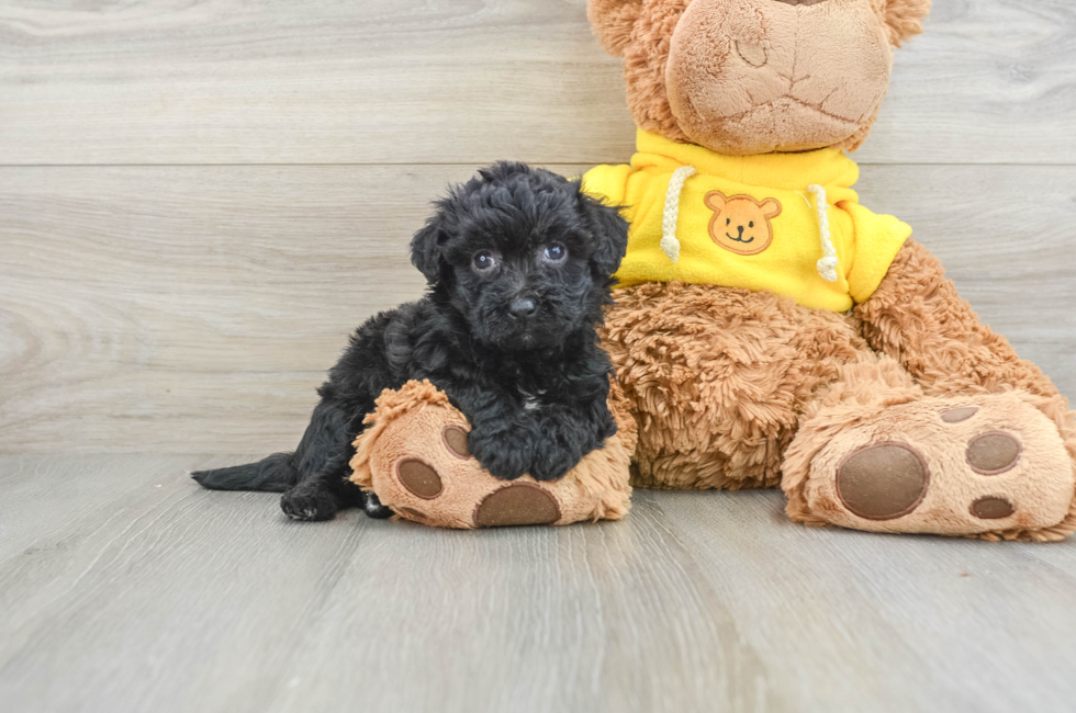 6 week old Poochon Puppy For Sale - Seaside Pups