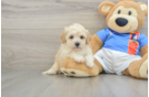 Petite Poochon Poodle Mix Pup