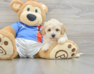 6 week old Poochon Puppy For Sale - Seaside Pups