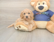 8 week old Poochon Puppy For Sale - Seaside Pups