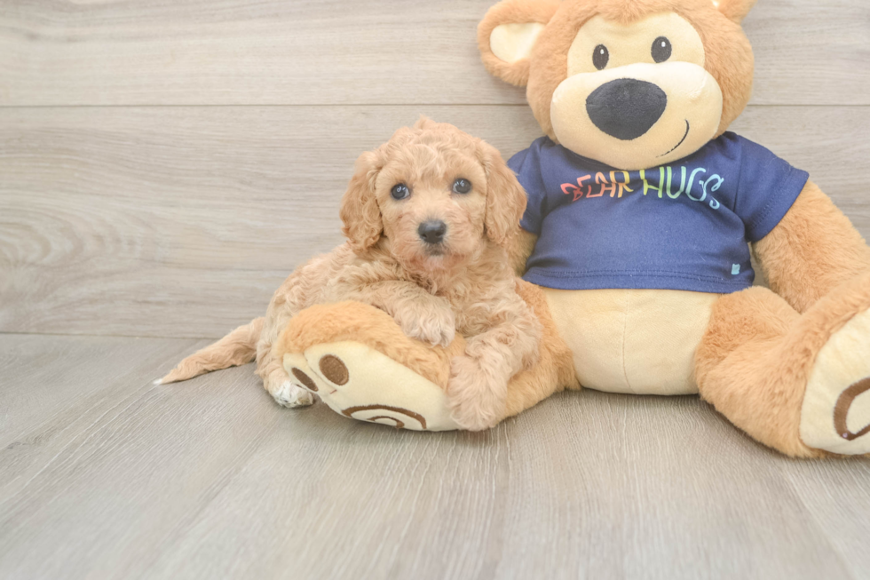 Hypoallergenic Bichpoo Poodle Mix Puppy