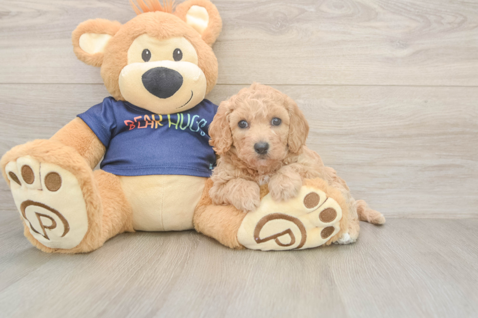 Petite Poochon Poodle Mix Pup