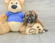 7 week old Poochon Puppy For Sale - Seaside Pups