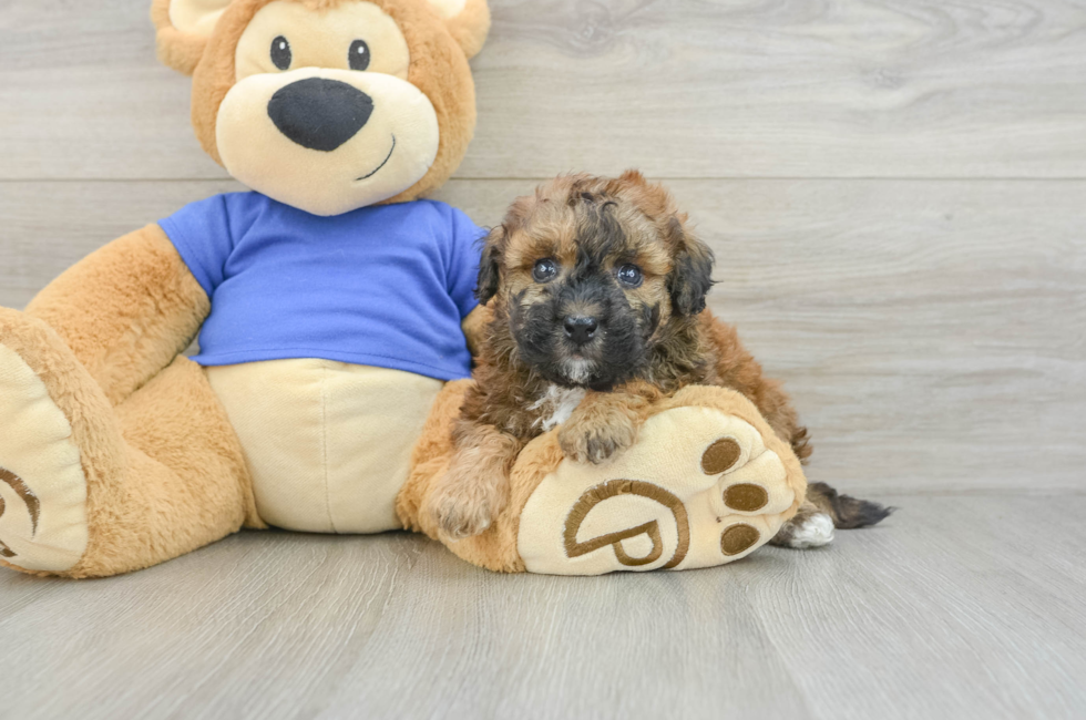 5 week old Poochon Puppy For Sale - Seaside Pups
