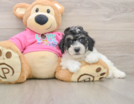 5 week old Poochon Puppy For Sale - Seaside Pups