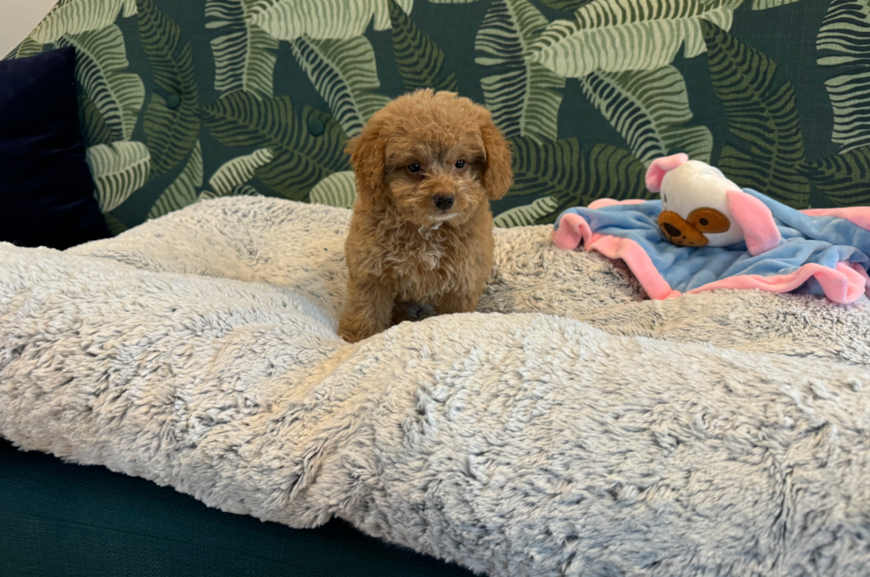 8 week old Poochon Puppy For Sale - Seaside Pups