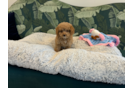 Poochon Puppy for Adoption