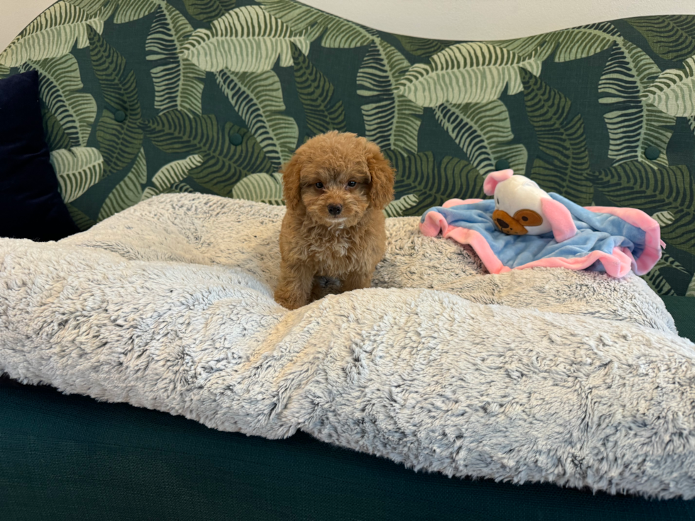 Poochon Puppy for Adoption