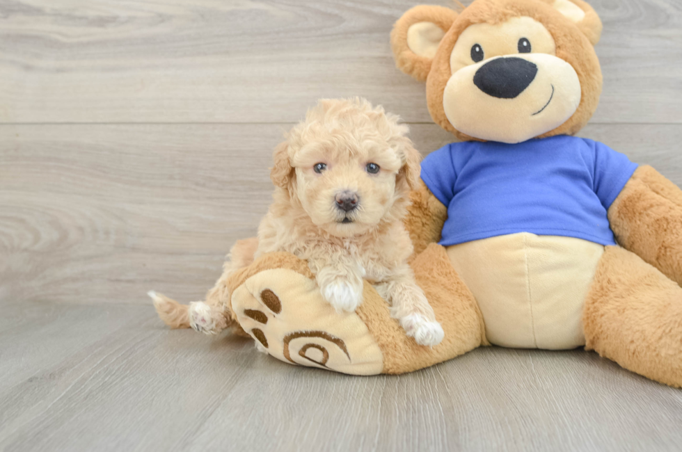 5 week old Poochon Puppy For Sale - Seaside Pups