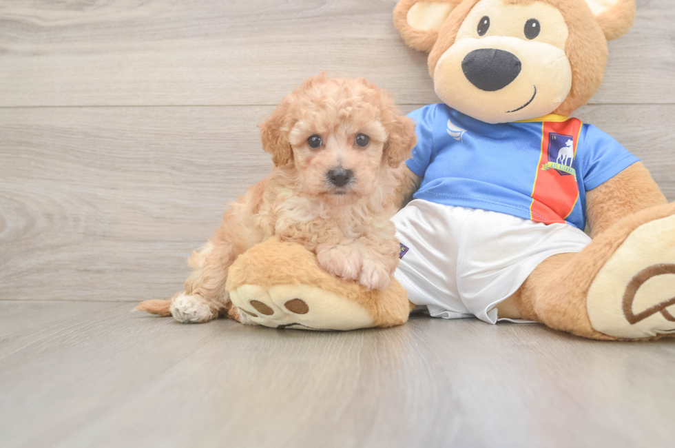 5 week old Poochon Puppy For Sale - Seaside Pups