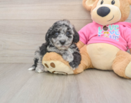 7 week old Poochon Puppy For Sale - Seaside Pups