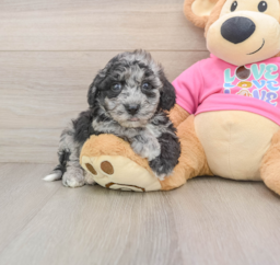 10 week old Poochon Puppy For Sale - Seaside Pups