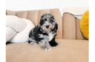 Cute Poochon Poodle Mix Pup