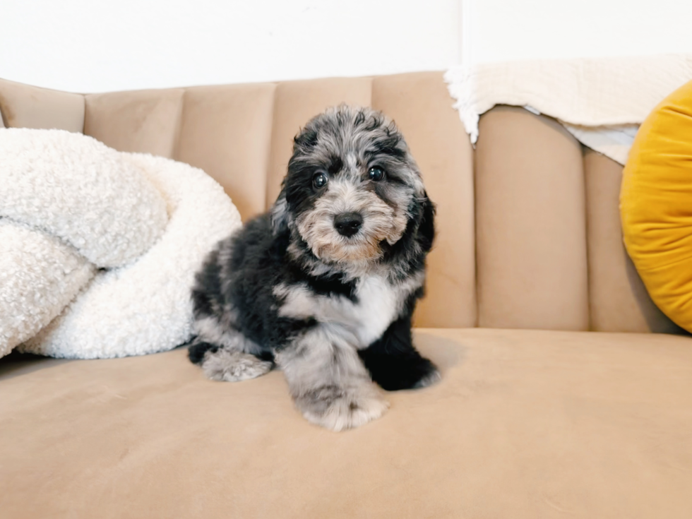 Cute Poochon Poodle Mix Pup