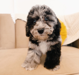 11 week old Poochon Puppy For Sale - Seaside Pups