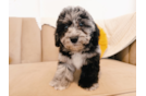 Cute Poochon Baby