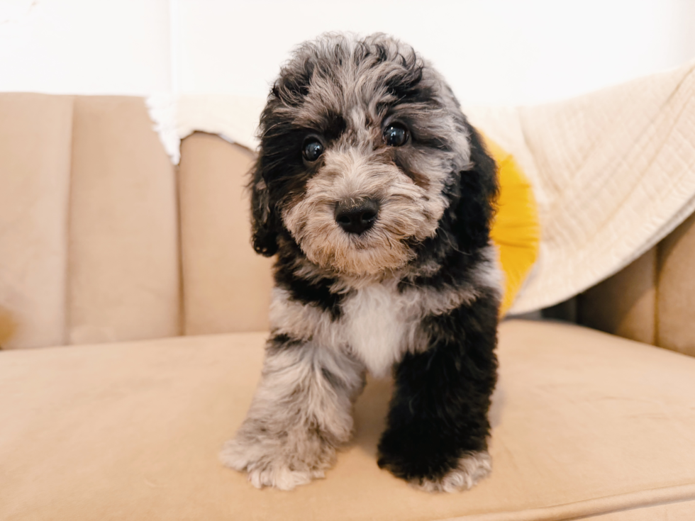 Cute Poochon Baby