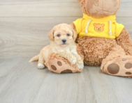 6 week old Poochon Puppy For Sale - Seaside Pups