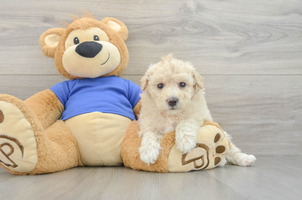 5 week old Poochon Puppy For Sale - Seaside Pups