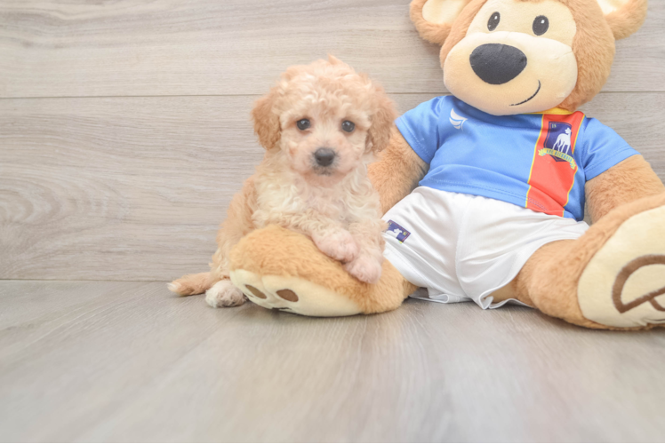 Little Bichpoo Poodle Mix Puppy