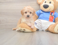 8 week old Poochon Puppy For Sale - Seaside Pups