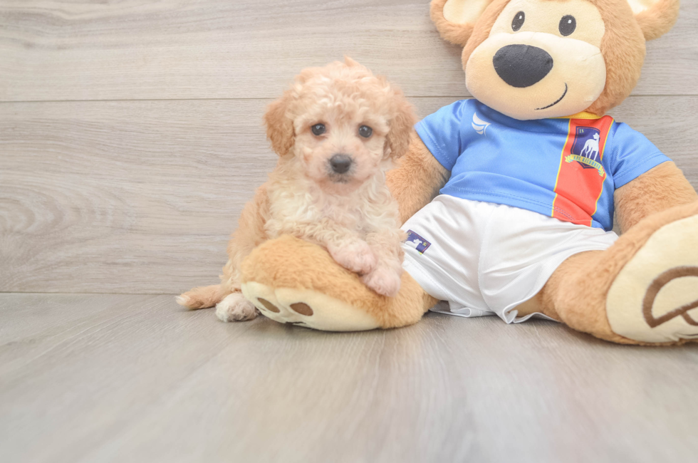 5 week old Poochon Puppy For Sale - Seaside Pups