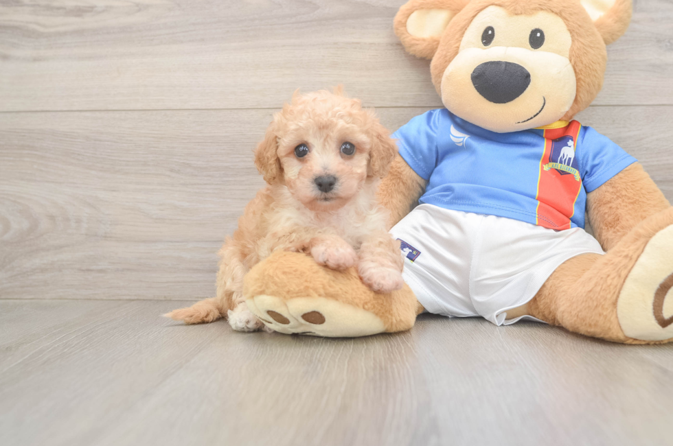 5 week old Poochon Puppy For Sale - Seaside Pups