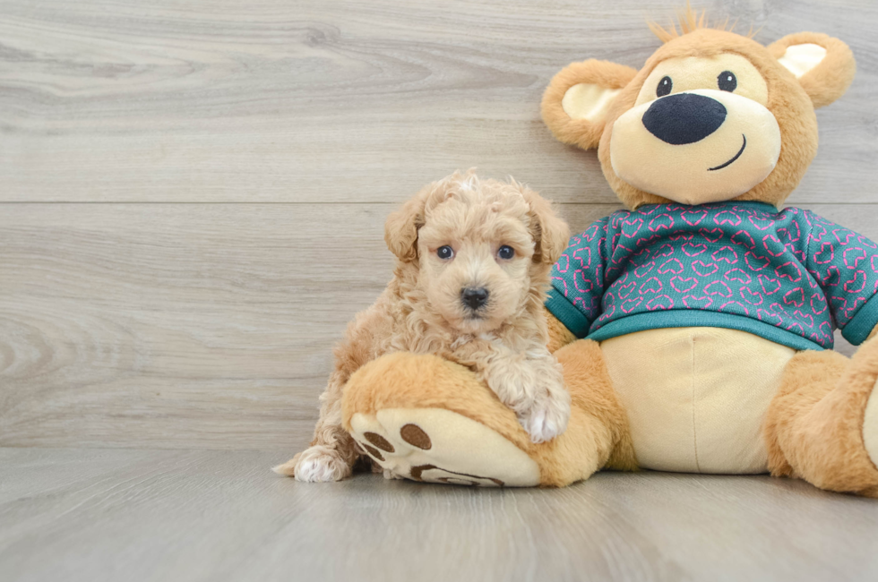 5 week old Poochon Puppy For Sale - Seaside Pups