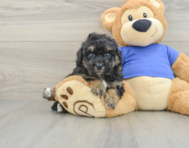 5 week old Poochon Puppy For Sale - Seaside Pups
